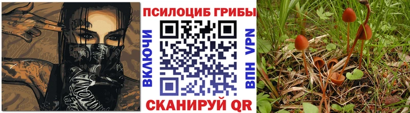 Купить  Олёкминск  Галлюциногенные грибы Psilocybe 